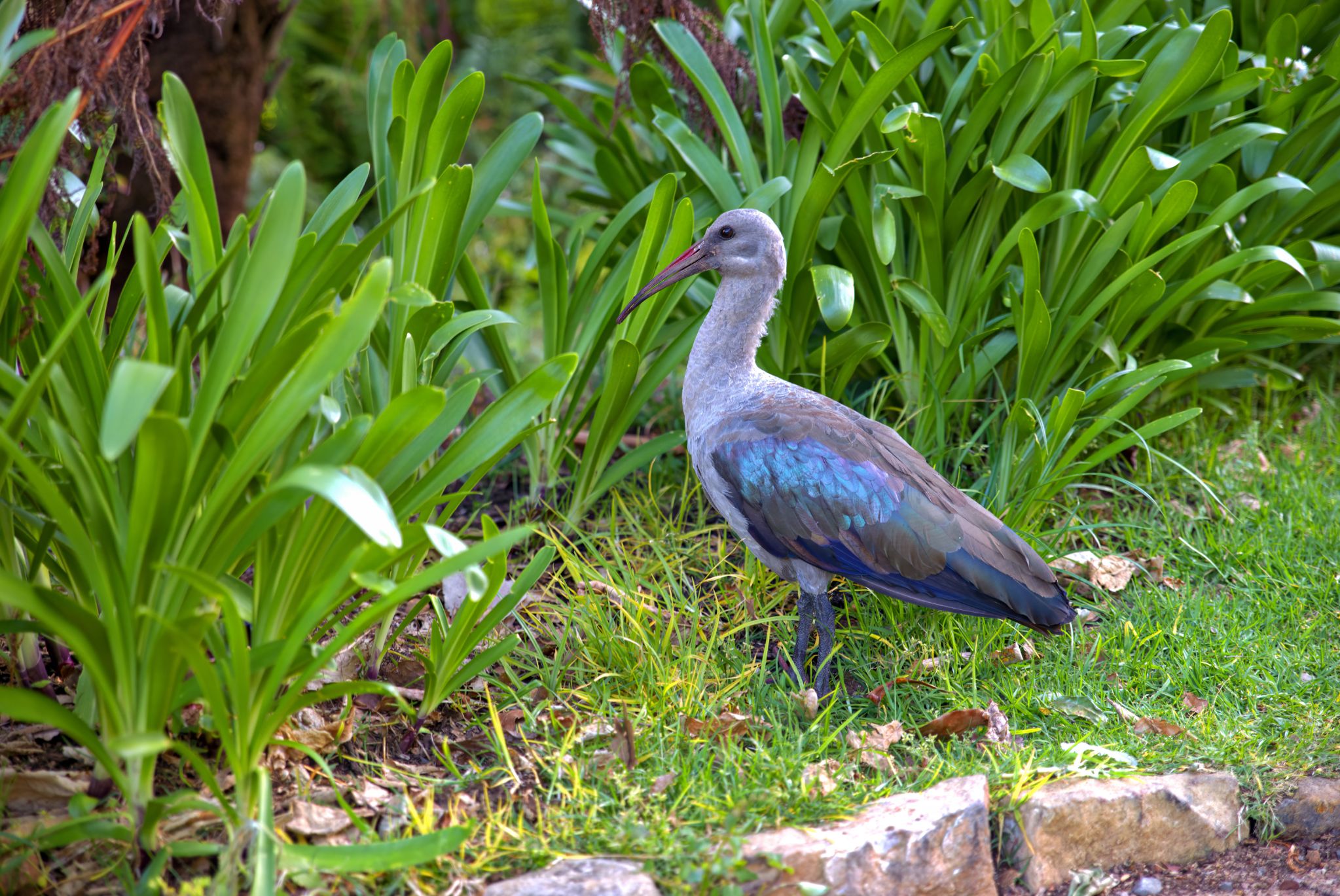 Botanischer Garten Kirstenbosch: Hagedasch (Ibis-Art)